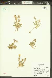 Silene petersonii image