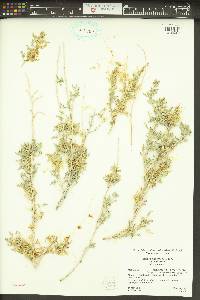 Cuscuta californica image