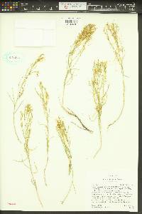 Cuscuta denticulata image