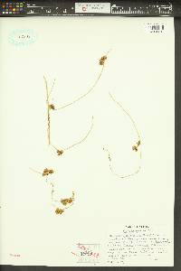 Cuscuta gronovii image