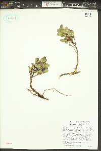 Vaccinium deliciosum image