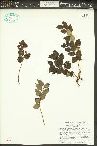 Gaultheria ovatifolia image