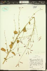 Chylismia atwoodii image