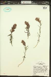 Castilleja revealii image