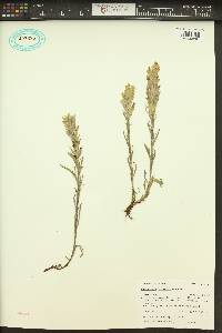 Castilleja cusickii image