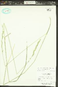 Pseudoroegneria spicata image