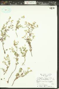 Potentilla argentea image
