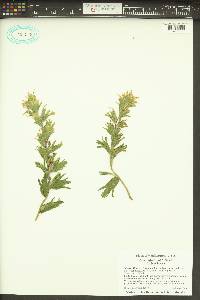 Castilleja hispida var. hispida image