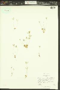 Draba reptans image