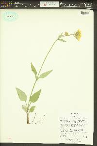 Arnica lonchophylla image