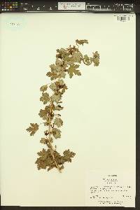 Ribes oxyacanthoides image