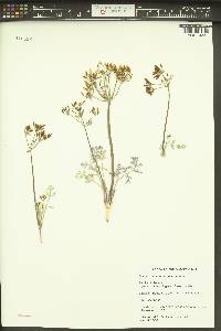 Lomatium macrocarpum image