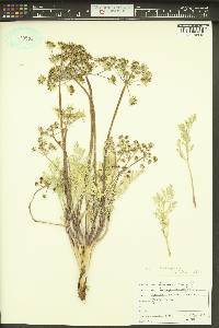 Lomatium macrocarpum image