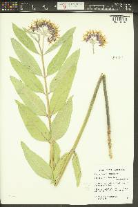 Asclepias speciosa image