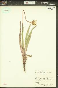 Agoseris grandiflora image