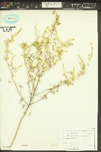 Ambrosia acanthicarpa image