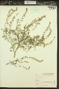 Ambrosia acanthicarpa image