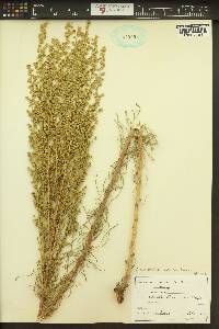 Artemisia campestris image