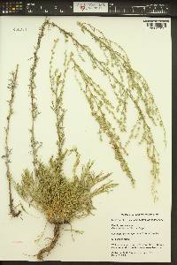 Artemisia campestris subsp. pacifica image