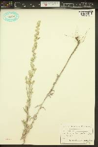Artemisia ludoviciana subsp. ludoviciana image