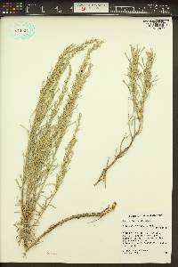 Artemisia tripartita image