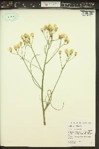 Crepis atrabarba image