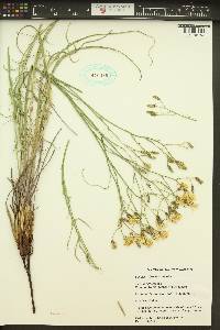 Crepis atrabarba image