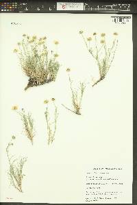 Erigeron filifolius image