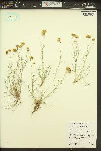 Erigeron linearis image