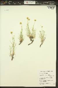 Erigeron linearis image