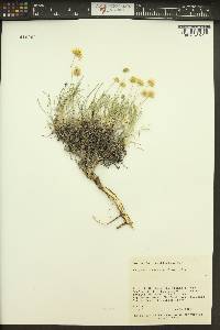 Erigeron linearis image