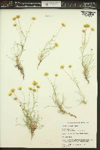 Erigeron linearis image