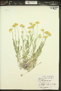 Eriophyllum lanatum image