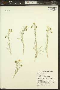 Erigeron pumilus image