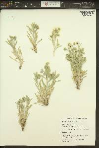 Erigeron pumilus image