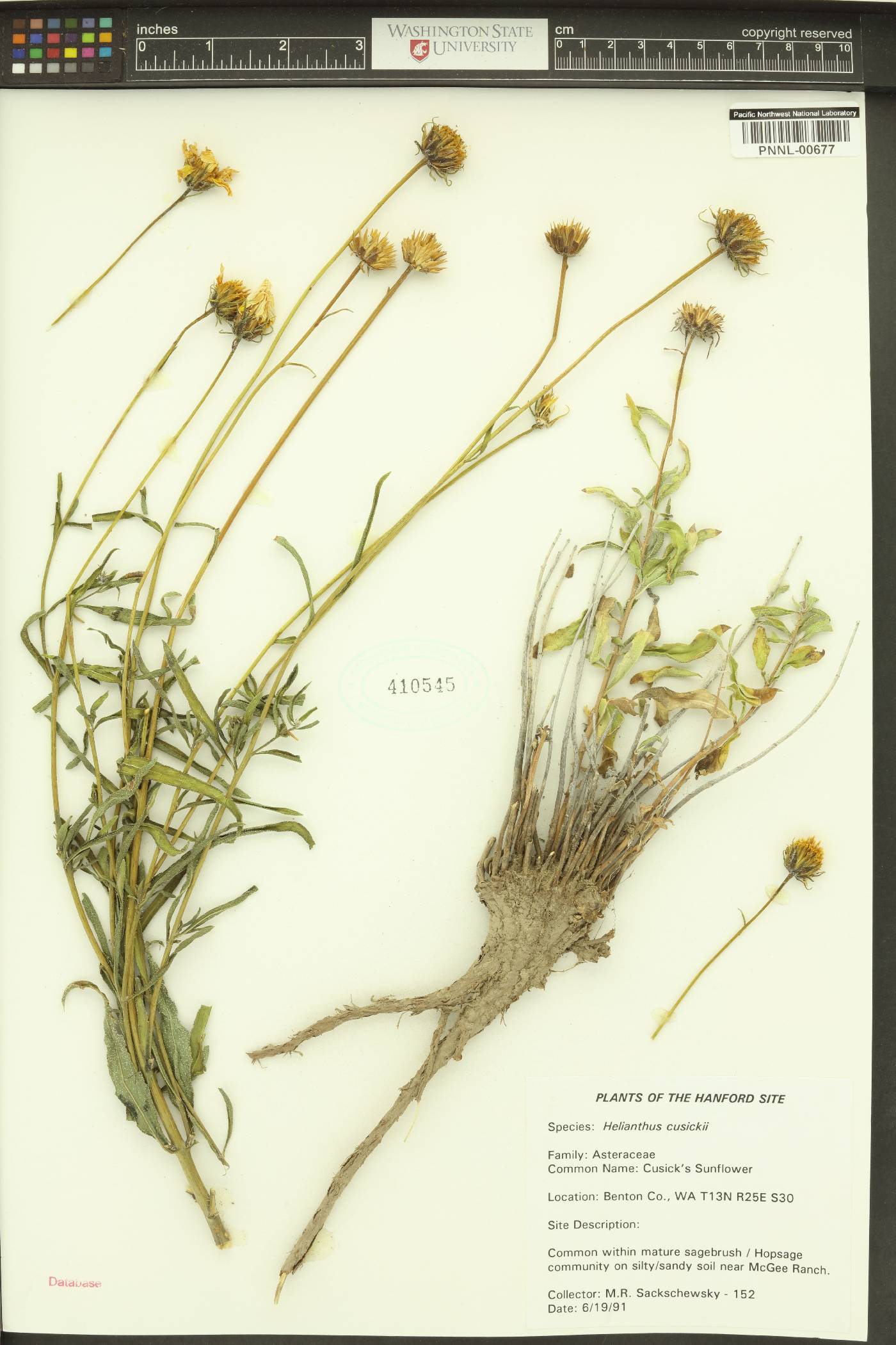 Helianthus cusickii image