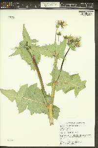 Sonchus oleraceus image