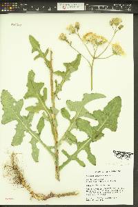 Sonchus arvensis subsp. uliginosus image