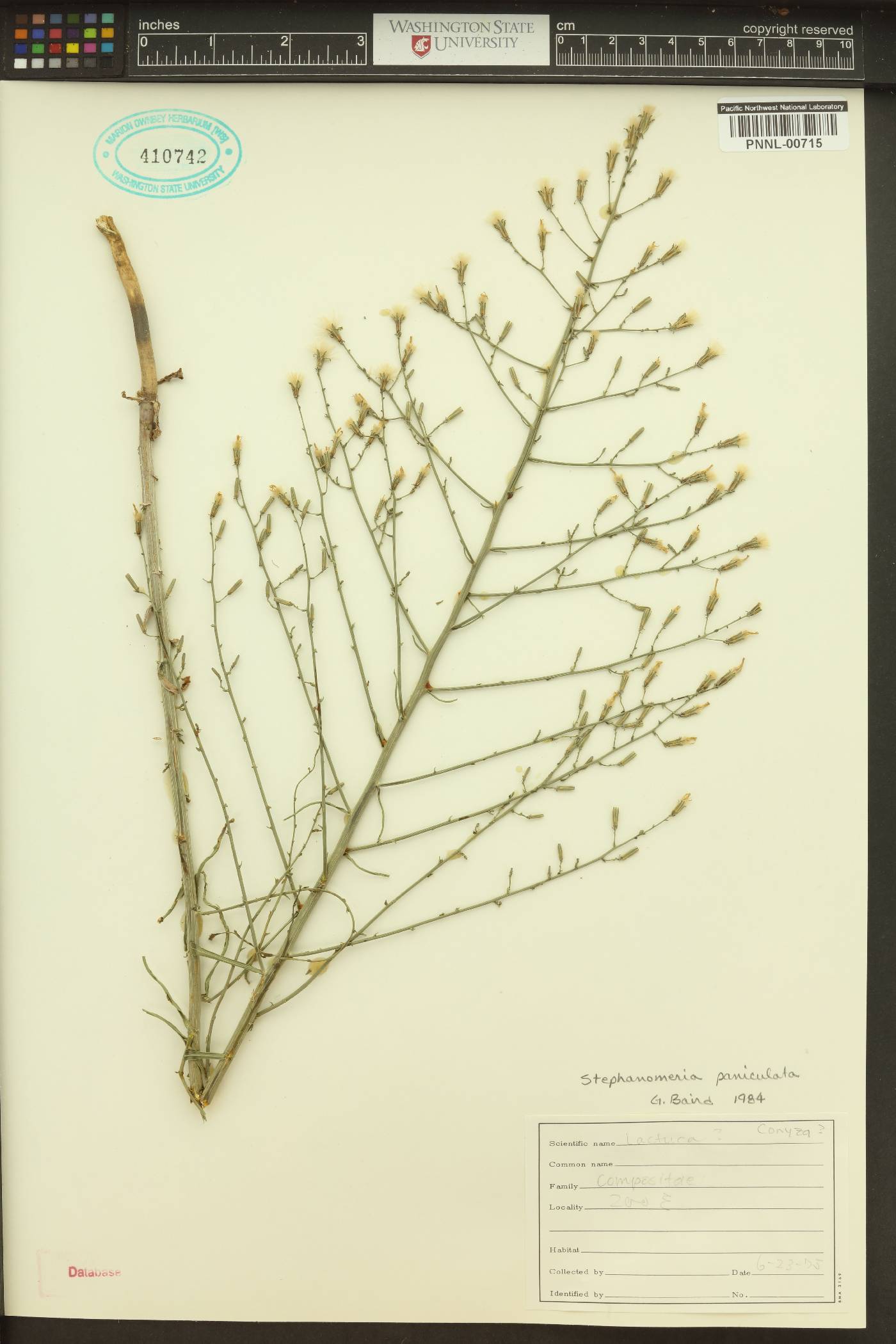 Stephanomeria paniculata image