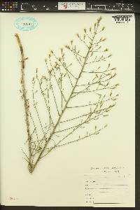 Stephanomeria paniculata image