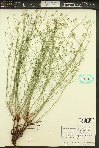 Stephanomeria tenuifolia image