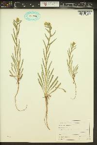 Amsinckia tessellata image