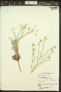 Cryptantha ambigua image