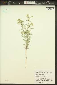 Cryptantha ambigua image