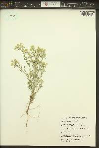 Cryptantha fendleri image