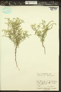 Cryptantha fendleri image