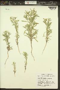 Cryptantha fendleri image