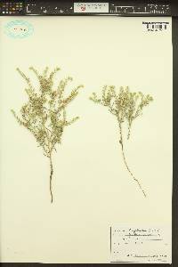 Cryptantha fendleri image