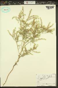 Cryptantha fendleri image