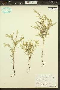 Cryptantha fendleri image